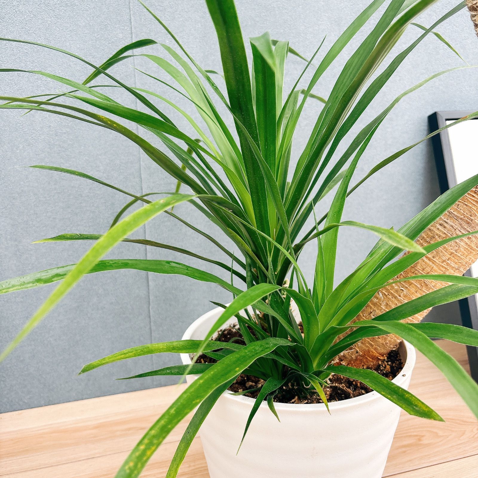 現品］【希少】11番 ドラセナ カンボジアーナ 曲がり 8号 観葉植物