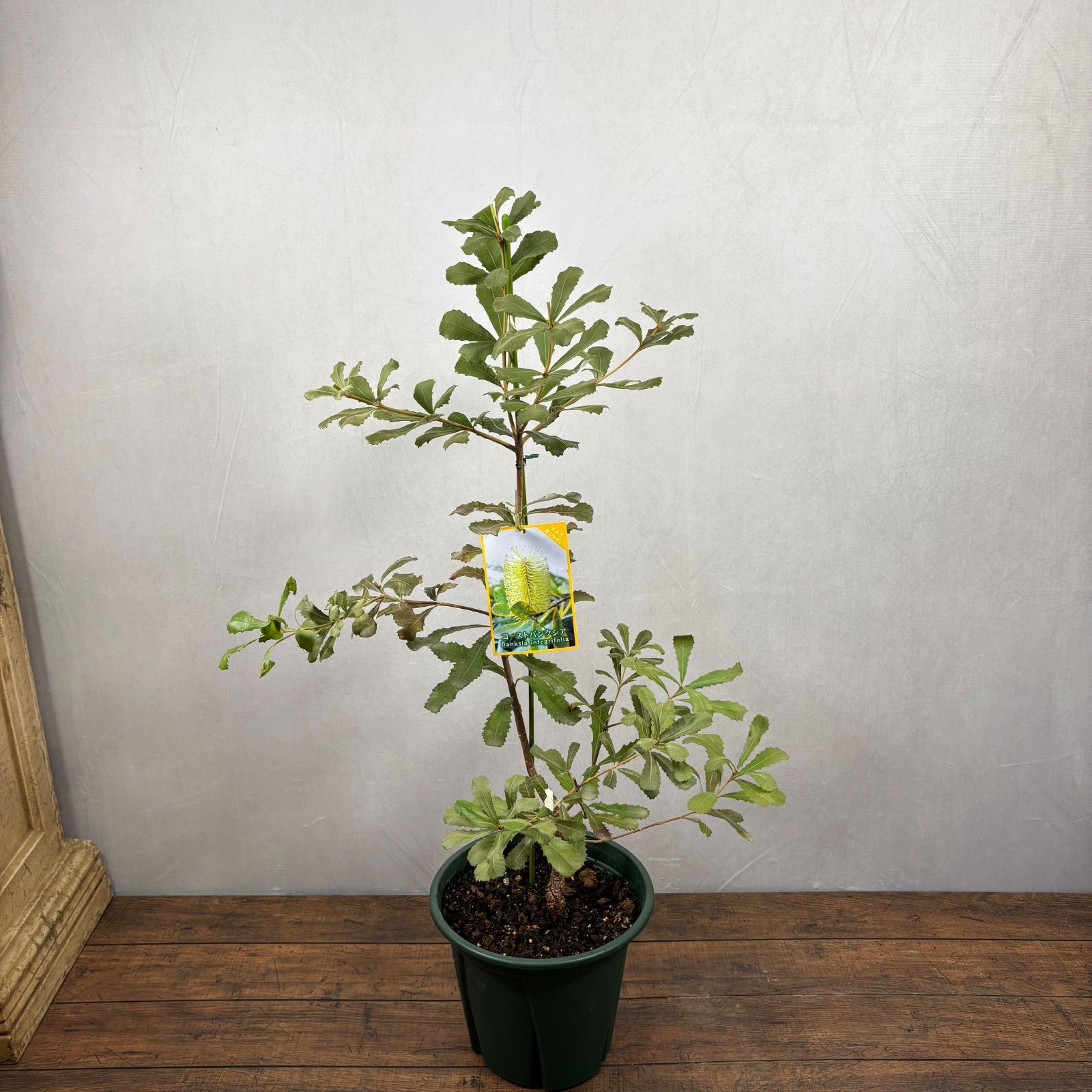 コーストバンクシア 2 インテグリフォリア オージープランツ