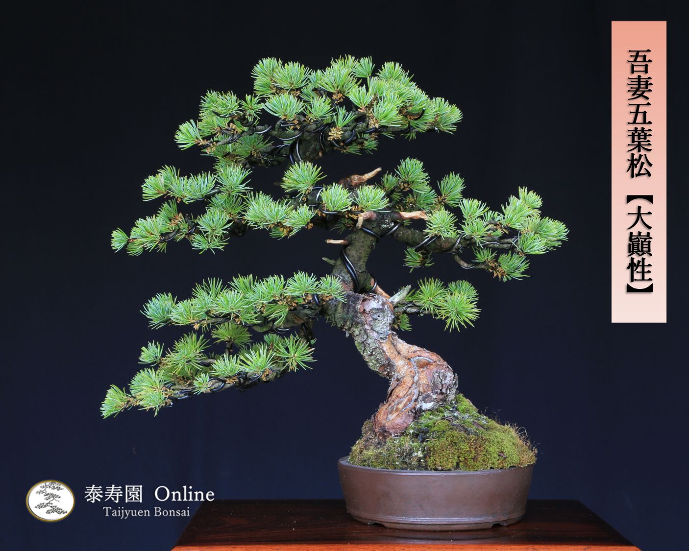 吾妻五葉松 大巓性 ダイテンショウ 文人調 盆栽 樹齢約25年 泰寿園 Online 現品 一点物 松 盆栽 五葉松 松柏 初心者 室内 鑑賞 趣味 卓上盆栽 盆栽鉢 グリーン 和 ギフト プレゼント ミニ盆栽 誕生日 母の日 父の日 敬老の日 記念日 2