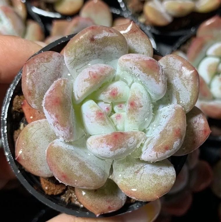 多肉植物　アイスグリーン1️⃣　群生　可愛い　そのまま発送 多肉植物 アイスグリーン1️⃣ 群生 可愛い そのまま発送