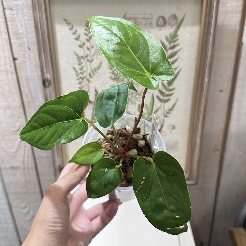 希少！ 観葉植物 アンスリウム Anthurium Magnificum×Nigrolaminimum 3.5号(個体おまかせ1鉢) インテリア 室内  オシャレ カワイイ 可愛い 室内 - メルカリ