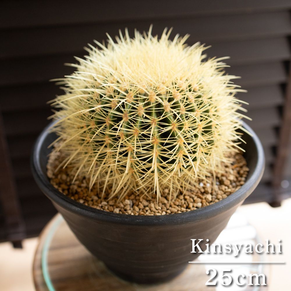 25cm 金鯱 サボテン 8号 多肉植物 ドライガーデン キンシャチ 金