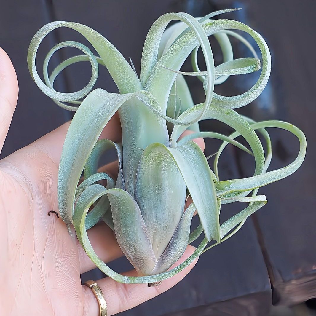 チランジア ロイテリ① (メルカリ便にてお届けします) チランジア 【カーリースリム】 エアプランツ エアープランツ