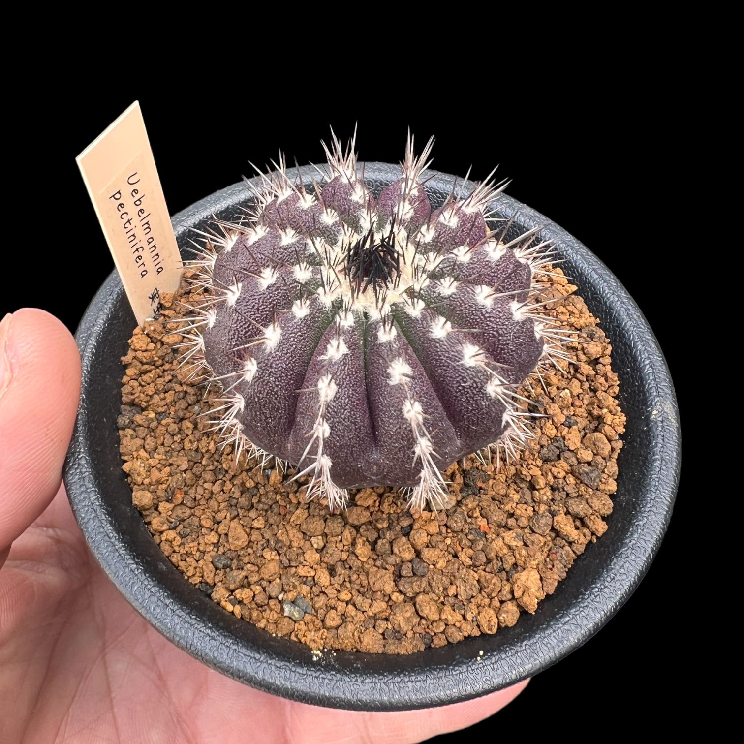 ユーベルマニア ペクチニフェラ 5cm - メルカリ