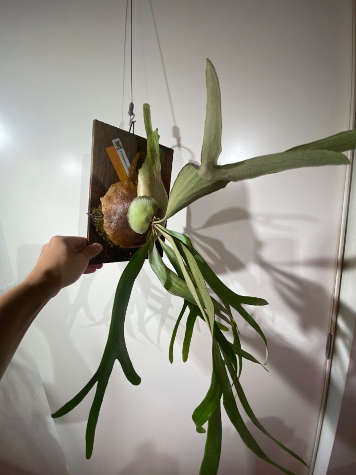 P.Princess's Crown Sporelings ビカク プリンセス - メルカリ