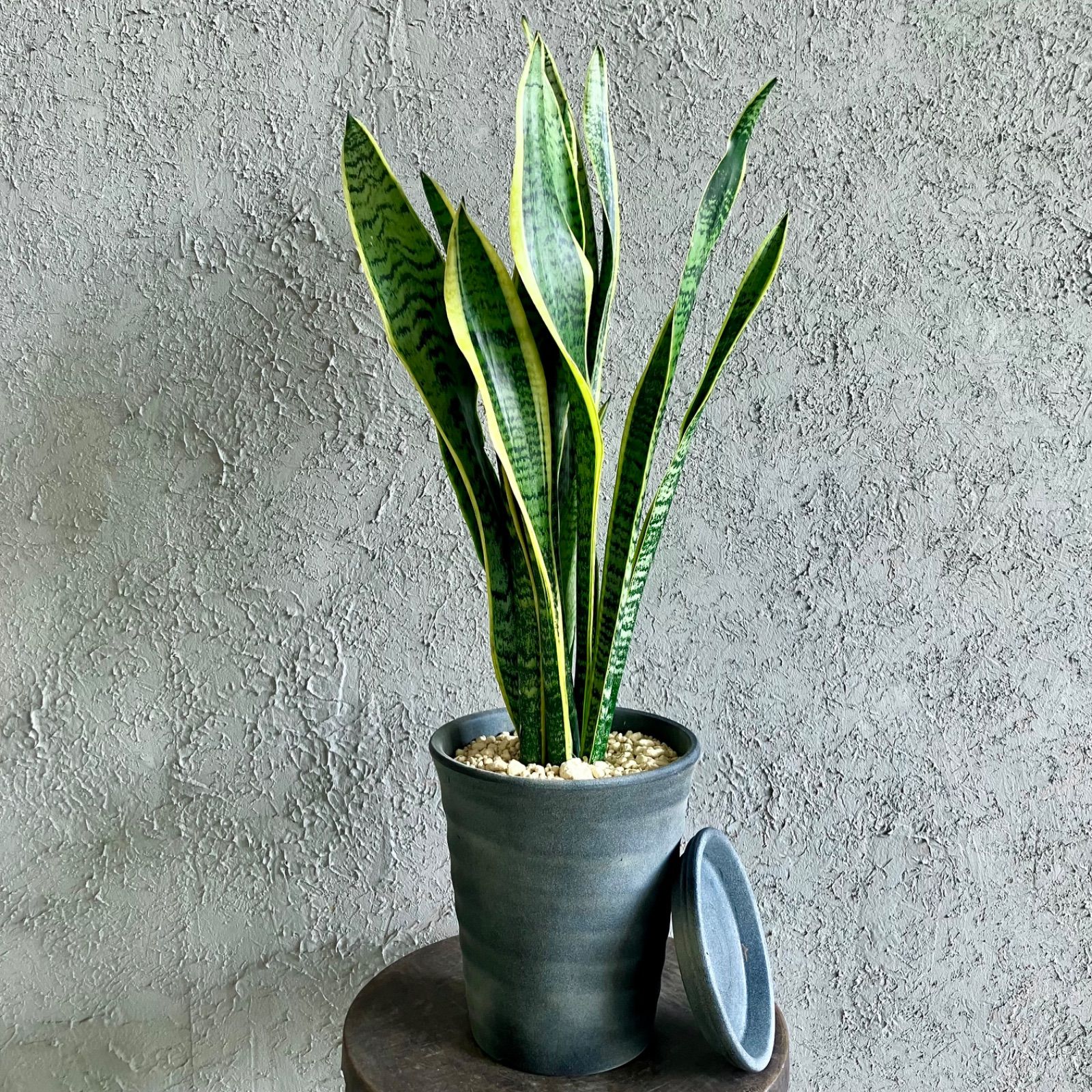 希少】フィカス ベンガレンシス 曲がり 幹太 観葉植物 大型 室内