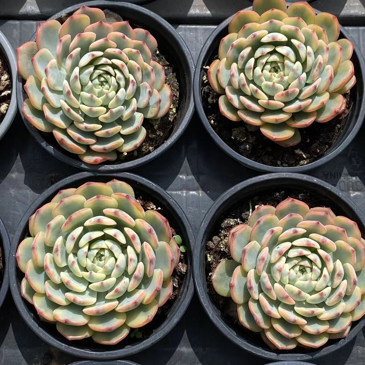 抜き苗 姫蓮錦 ZM1575×35株 ふっくら 多肉植物 エケベリア
