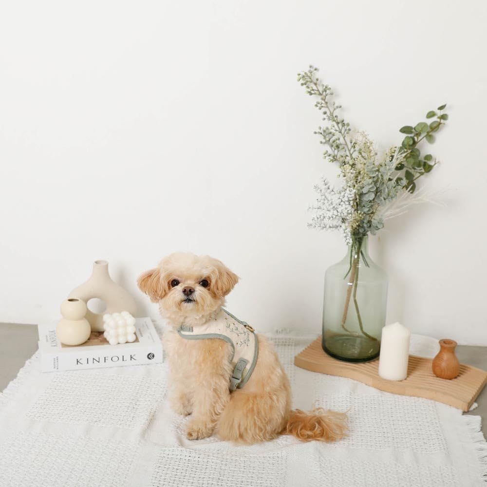 優越感のある 商品 moncheri モンシェリ 冷感マーガレット柄ハーネス リードSET 保冷剤付き 犬 ハーネス M|グリーン 冷感加工 通気性 保冷剤ポッケ付き サイズ調節 小型犬 価格比較でお得にお買物。