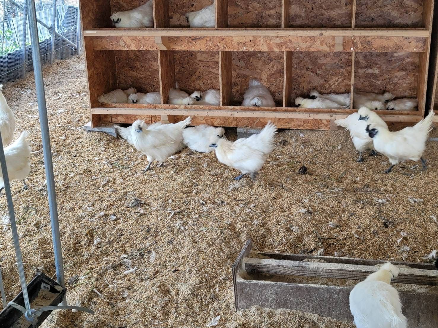クール便】烏骨鶏 平飼いたまご 24個 - メルカリ