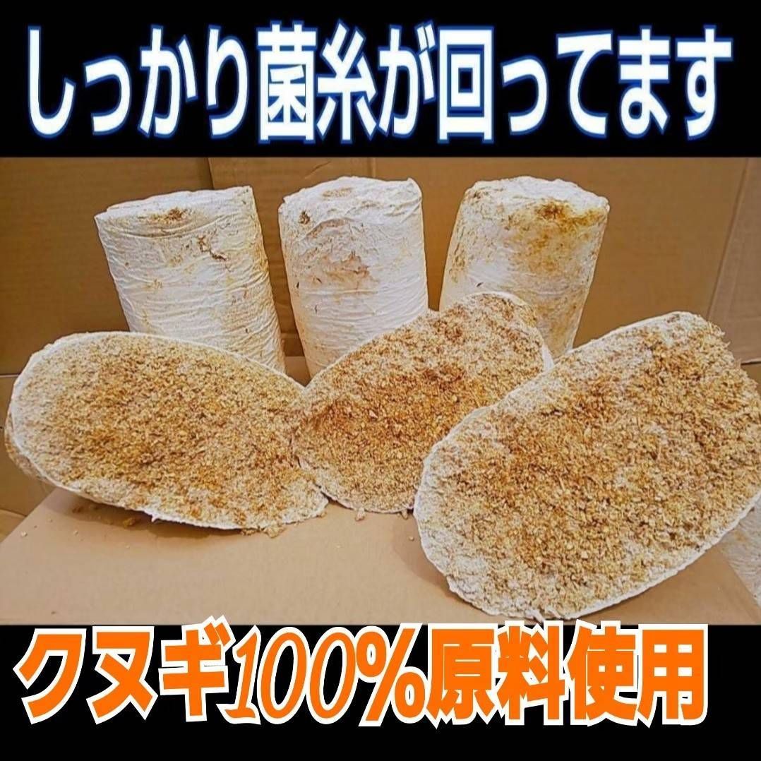 オオヒラタケ菌床ブロッククワガタの産卵材に！カブトムシ幼虫の栄養 