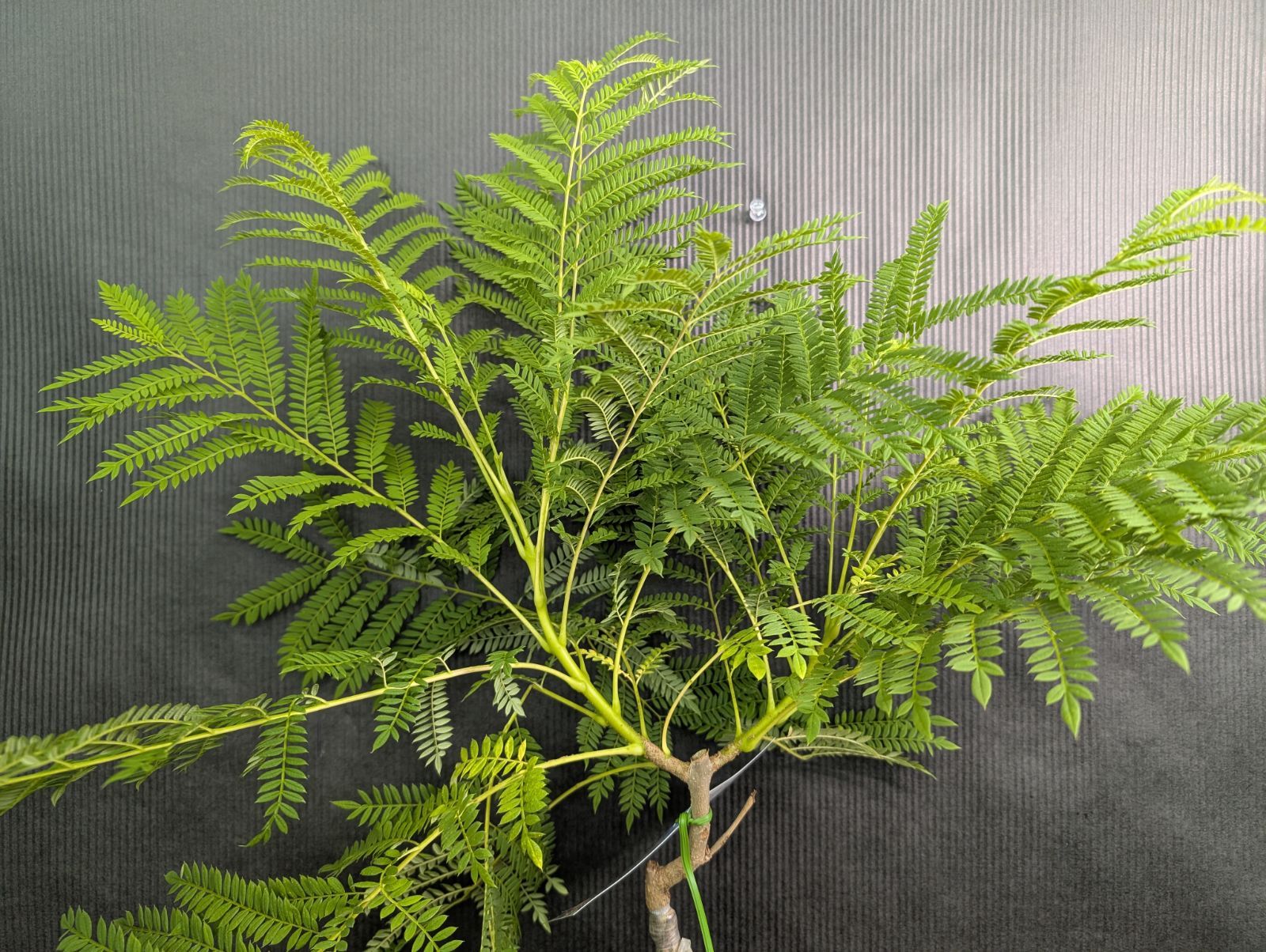 鉢植えでも咲く！】 ジャカランダ 接ぎ木 ブルーブロッサムビュー