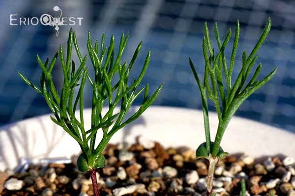 エリオスペルマム アルキコルネ Eriospermum cf. alcicorne MRO136