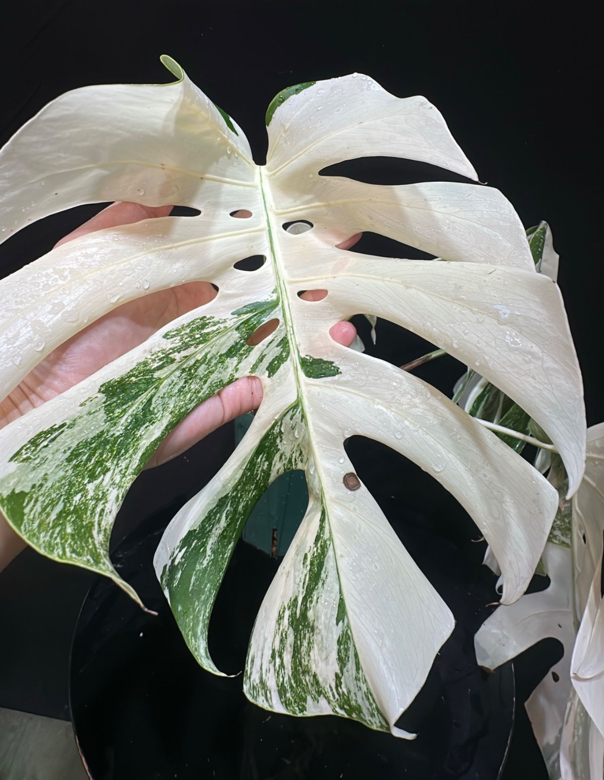 Variegated