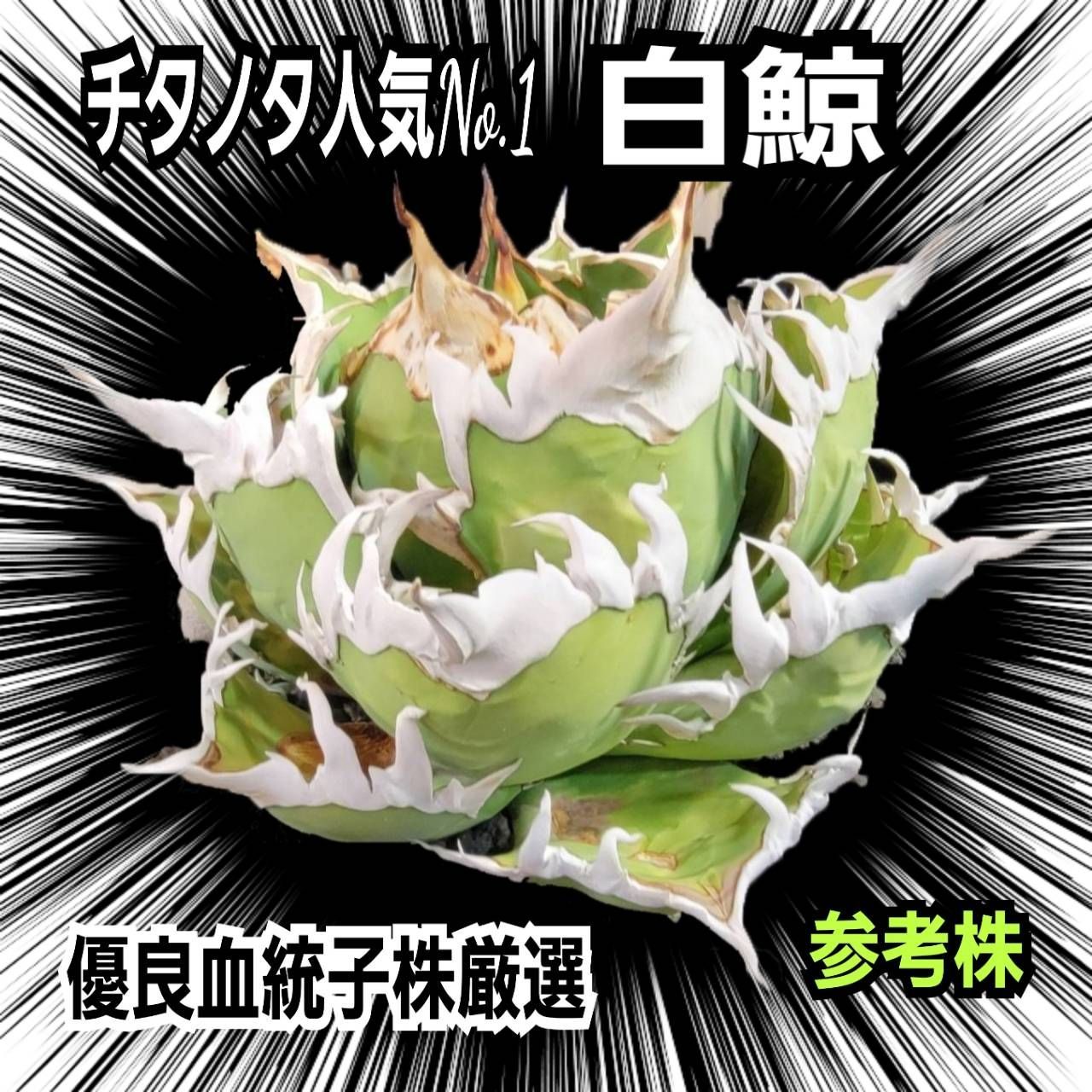 アガベ チタノタ界の人気No.1 白鯨 優良血統子株厳選 肉厚で幅広の葉に 