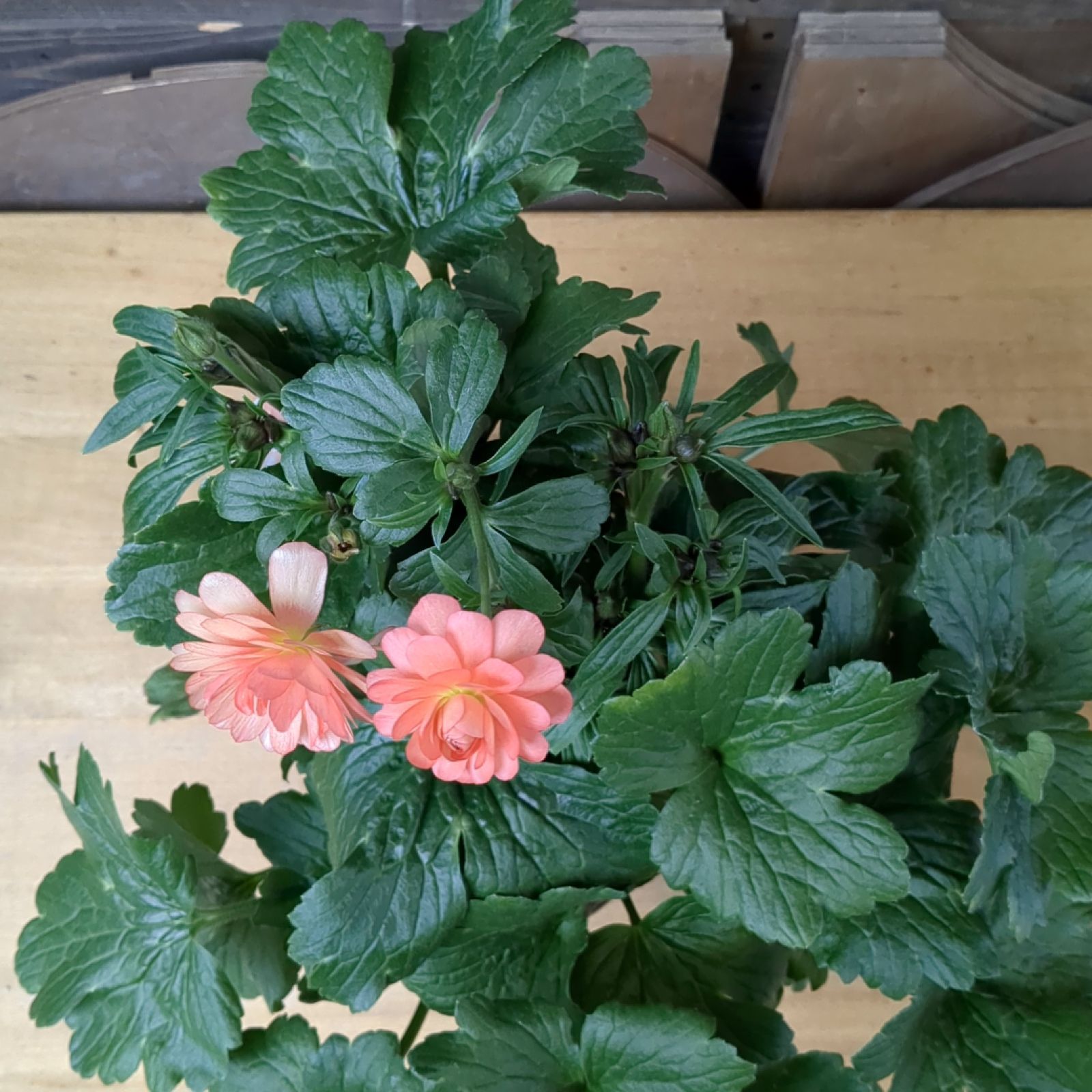 希少 ５号スリット鉢 ラナンキュラスラックス『エリス』そのまま メルカリ便で発送 希少 5号スリット鉢 ラナンキュラスラックス『エリス』鉢のまま