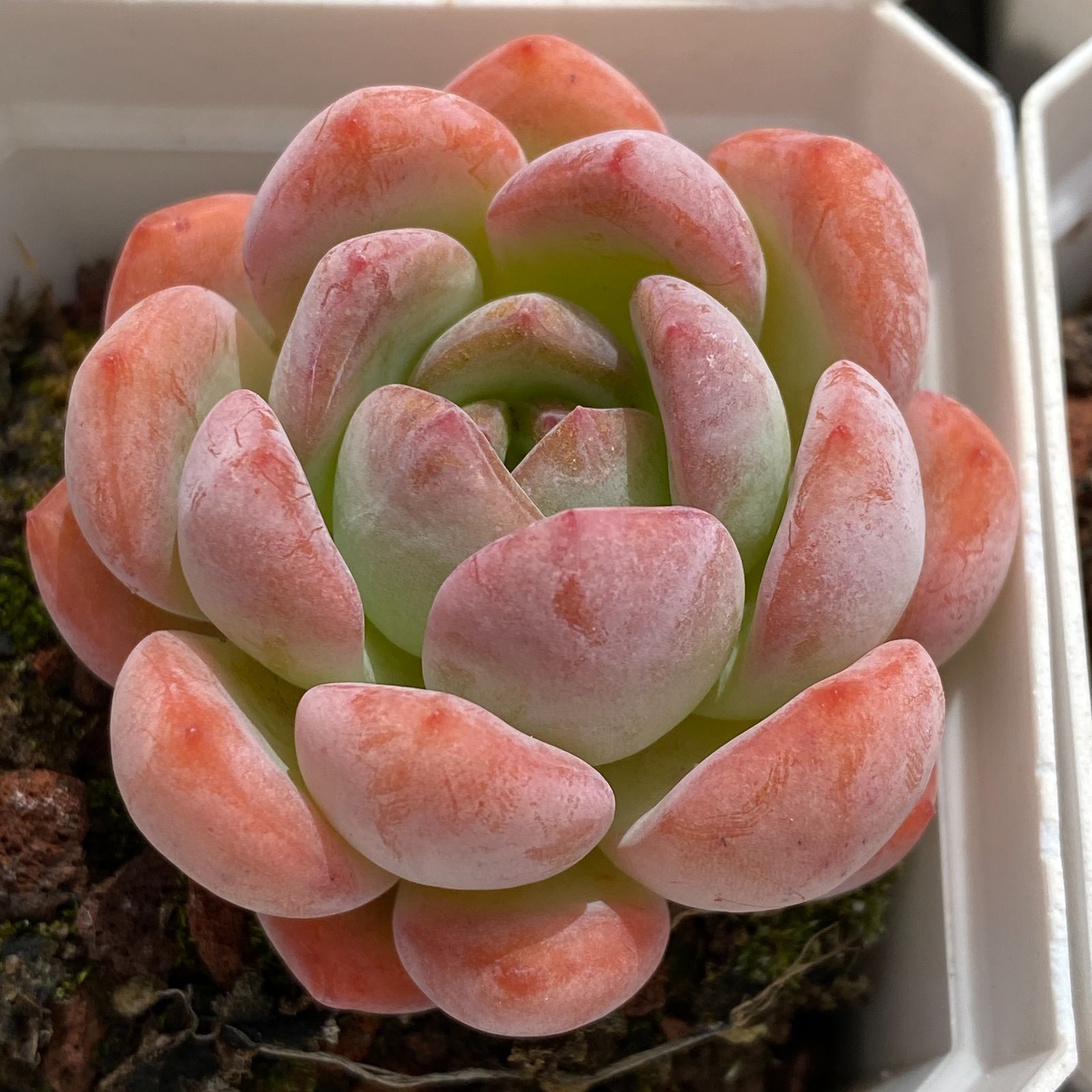 LB1338×50 オールスター タントウ 抜き苗 多肉植物 アエオニウム エケベリア 韓国苗