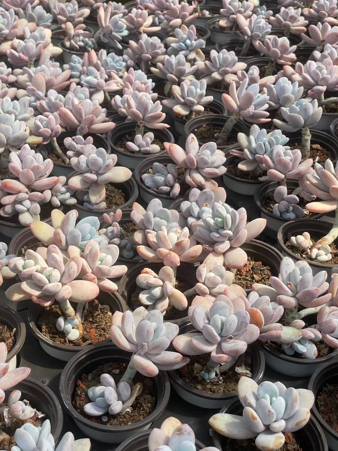 抜き苗 スノービューティー QS1074×18株 ふっくら 多肉植物 エケベリア