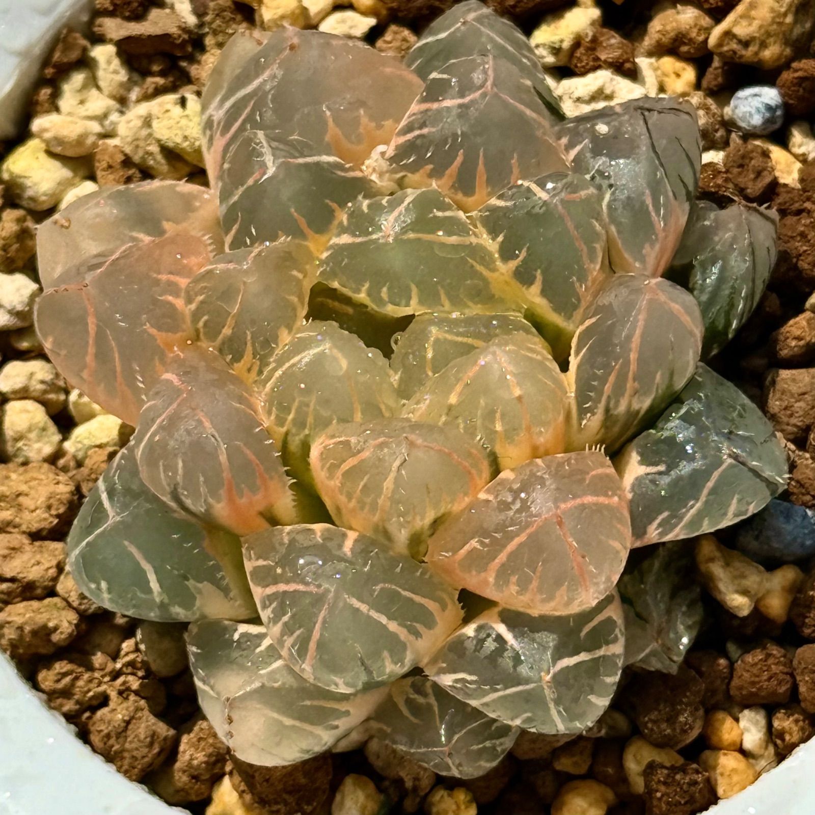 15E多肉植物 ハオルチア 龍爪オブツーサ錦糊斑 多肉植物 観葉植物 ハオルチア ハオルシア 竜爪オブツーサ錦 15E多肉