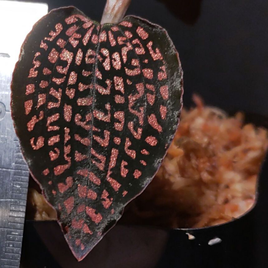 非売級！極上大株 ミクロキルス トリダックス （赤スポット） ジュエル