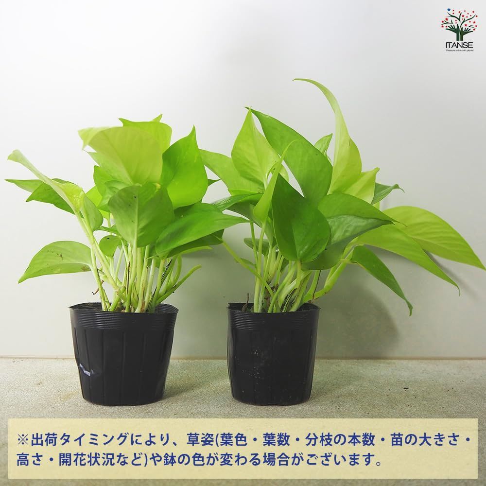 4個セット 品種で選べる観葉植物