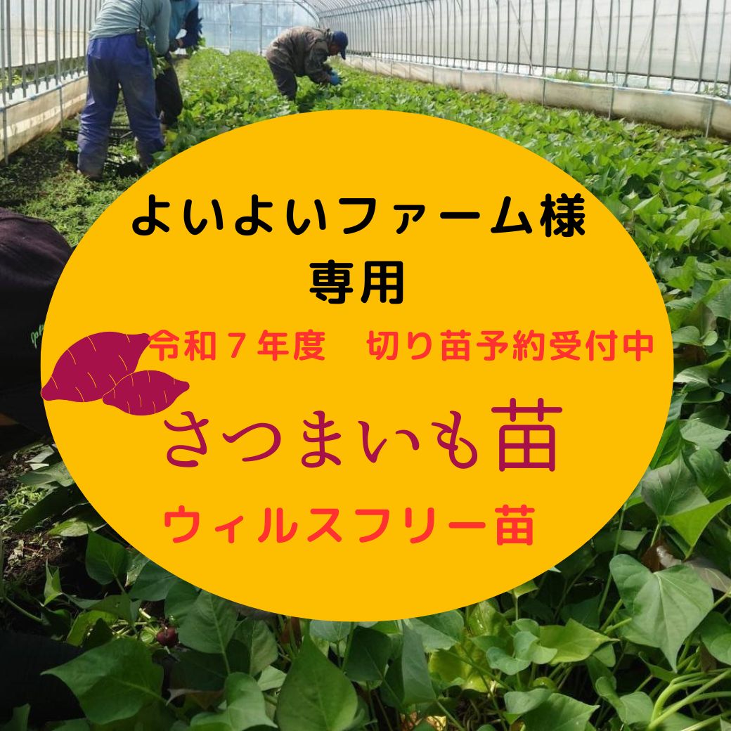 よいよいファーム様 令和7年度 切り苗予約受付中 ウィルスフリー苗