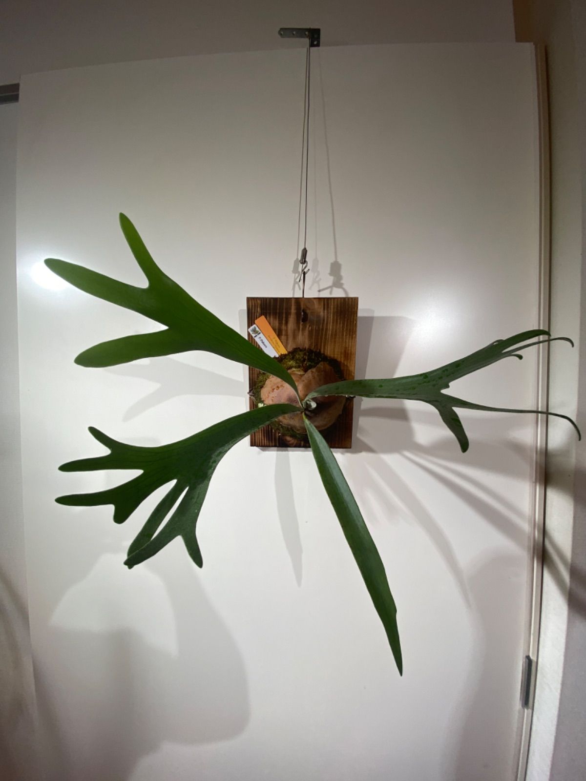 はなはなはなこ ビカクシダ2種（E1、pakorn） はなはなはなこ