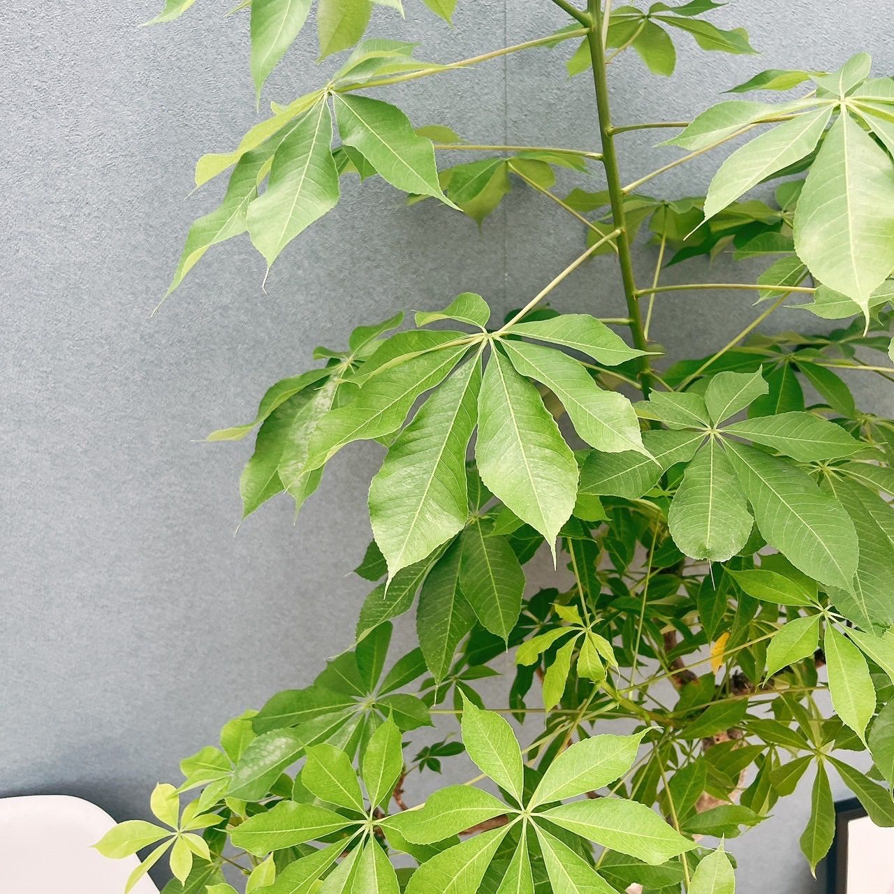 現品　トックリキワタ　南米桜　幹上がり　根上がり　特大　インテリア　観葉植物 現品 トックリキワタ 南米桜 幹上がり 根上がり 特大 インテリア