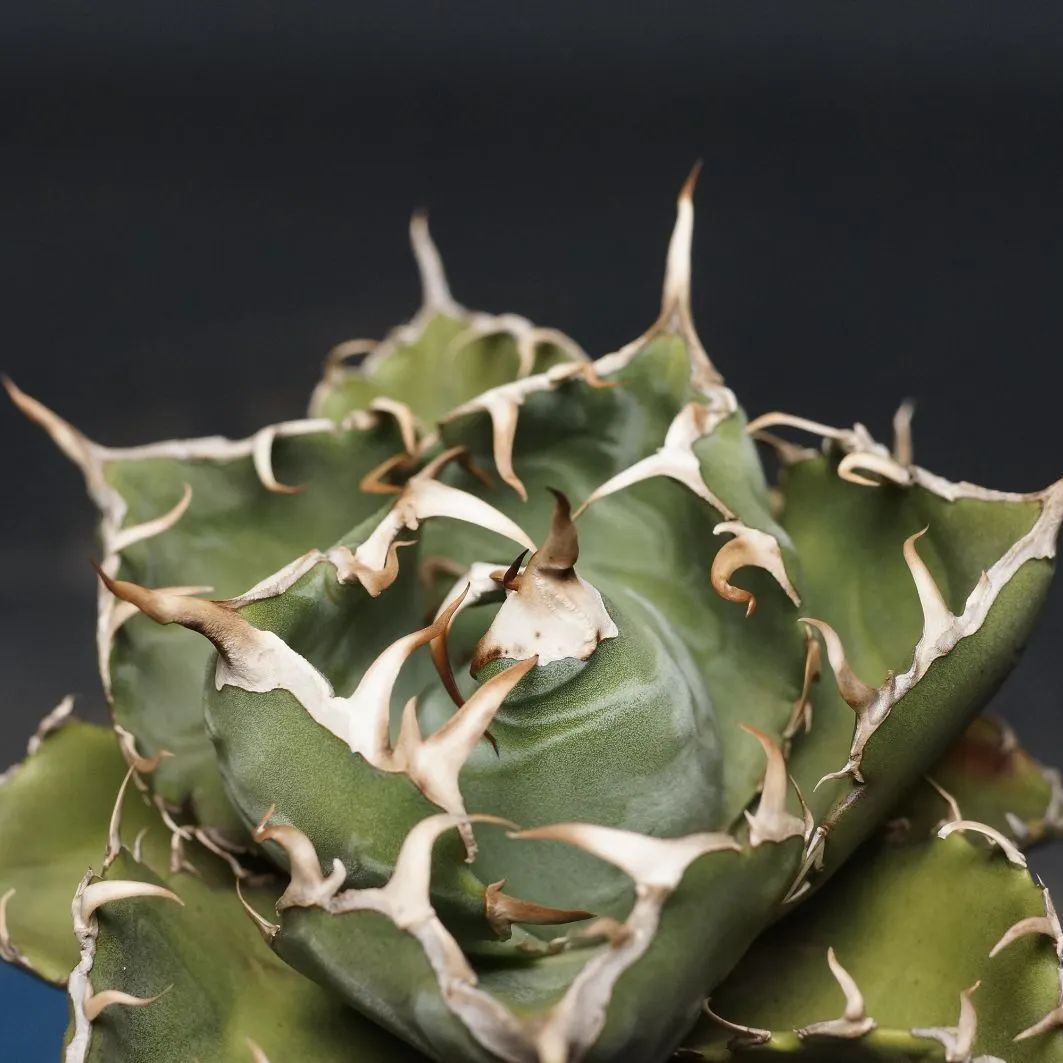 agave titanota