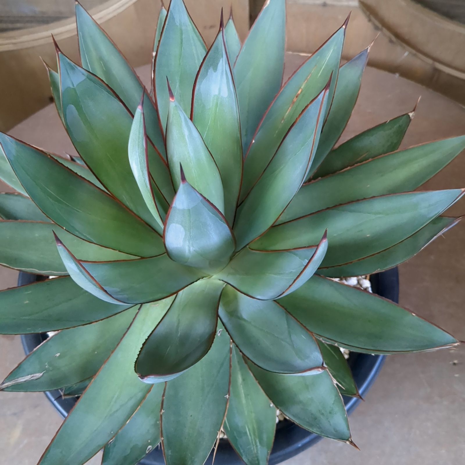 アガベ スノーグロー 変わり斑 アガベ スノーグロー 変わり斑