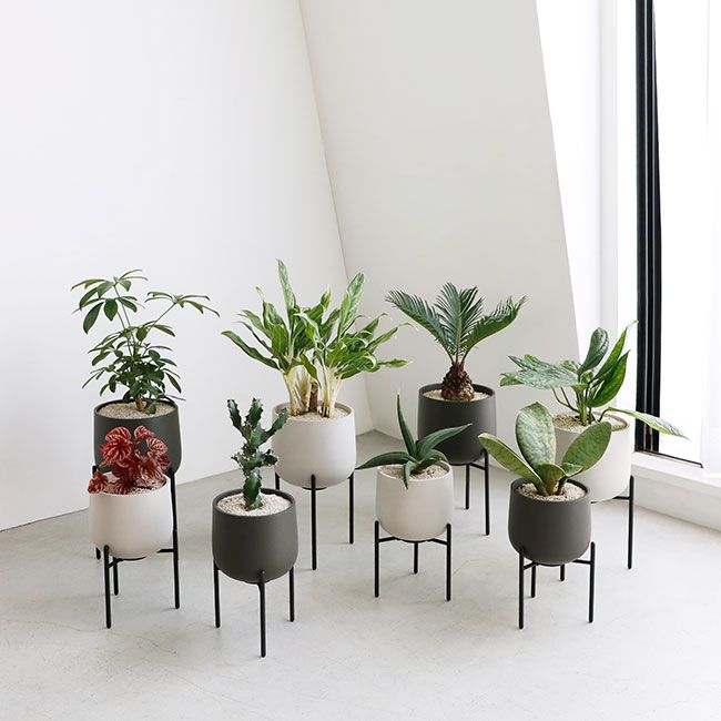 J6 自然石風植木鉢 特殊な鉢 水盤 京鞍馬風特殊な鉢 水盤60センチ