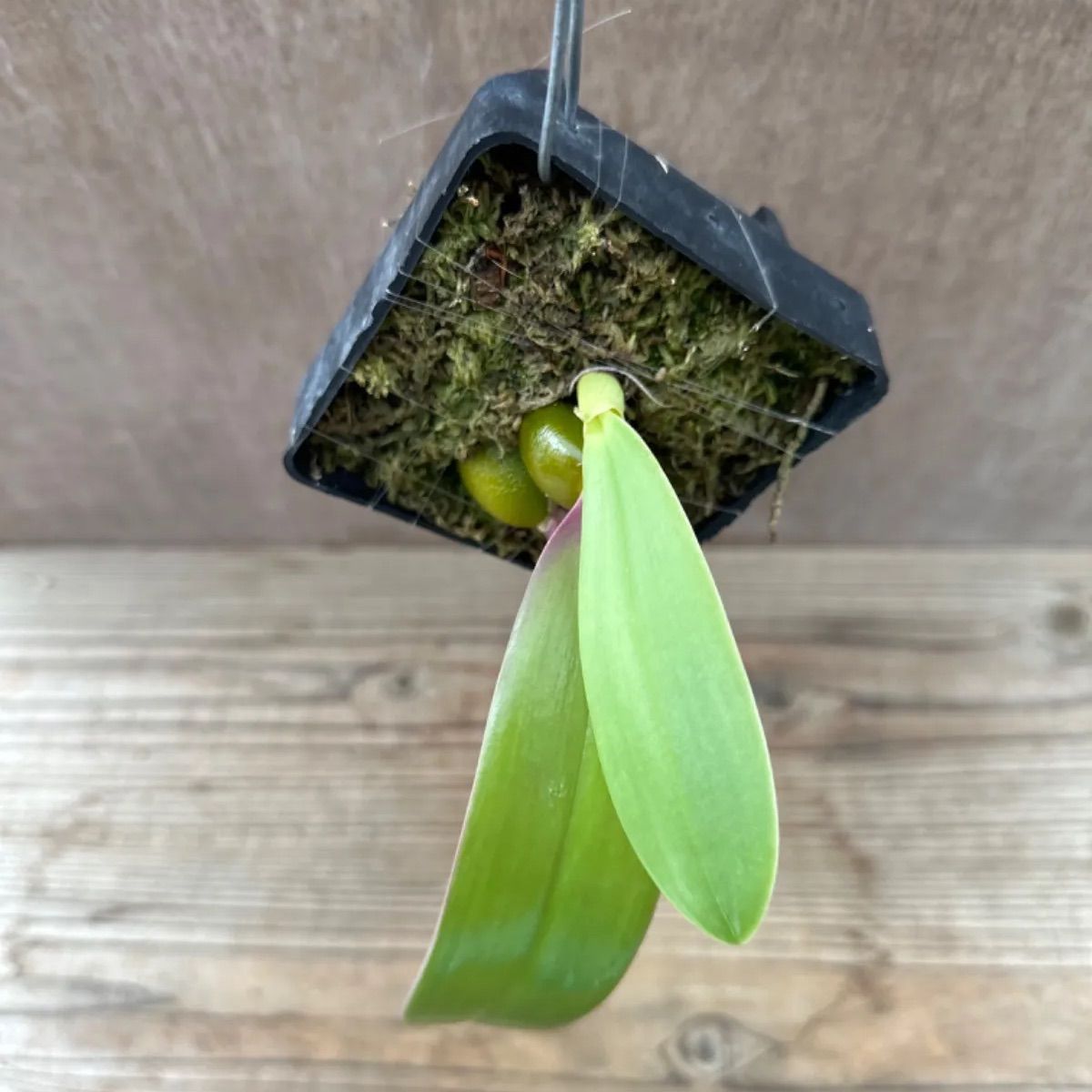 バルボフィラム ファレノプシス② Bulbophyllum phalaenopsis 現品 観葉植物 観葉 植物 珍奇植物 珍奇 珍しい レア 希少  着生ラン ラン 蘭 ハンギング 吊るす 吊り下げ インテリア おしゃれ かわいい