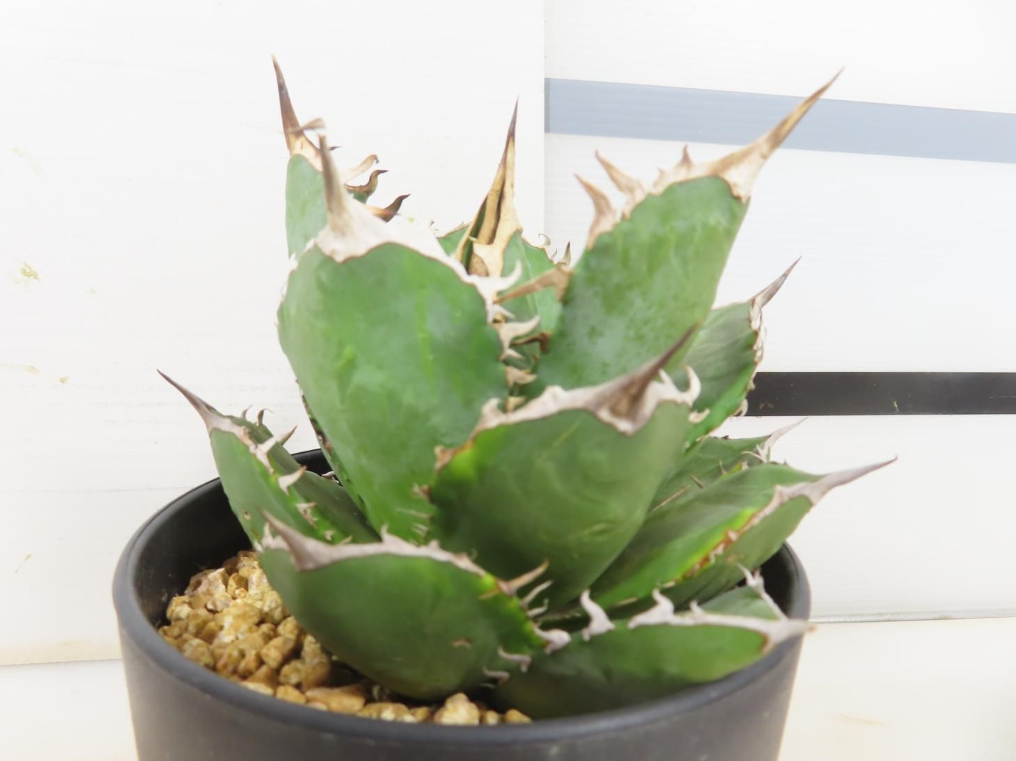 4726 「多肉植物A」アガベ南覇王覆輪錦 植え【発根・美株・リュウゼツラン・Agave titanota 'Minami Haou'】 - メルカリ