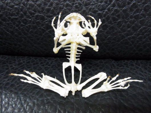 お勧め！インドネシア ヘリグロヒキガエルの骨格標本 - メルカリ
