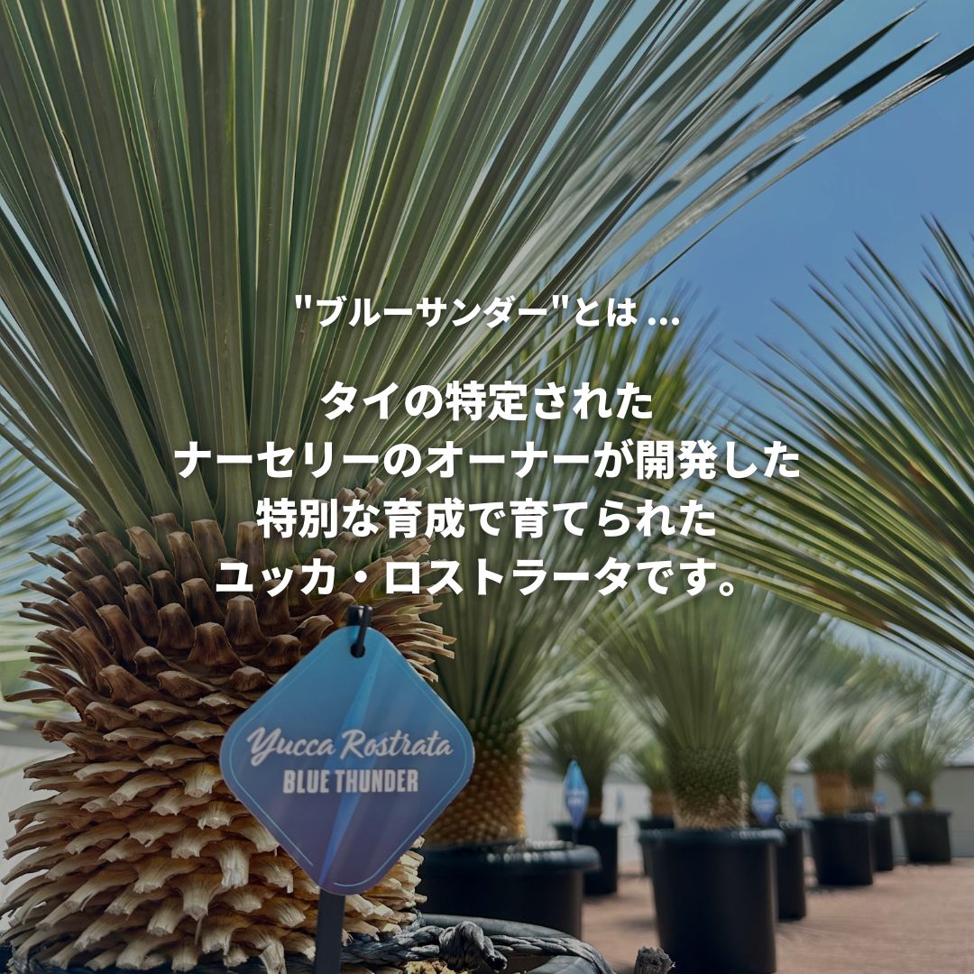 現品/発根済】ユッカ ロストラータ『ブルーサンダー』 