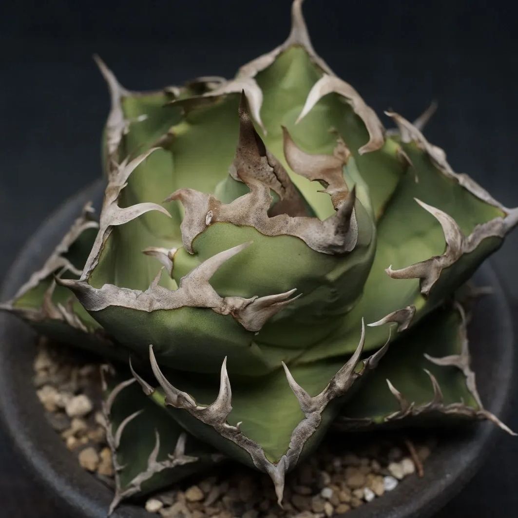 Agave titanota 螃蟹 カニ チタノタ Agave titanota