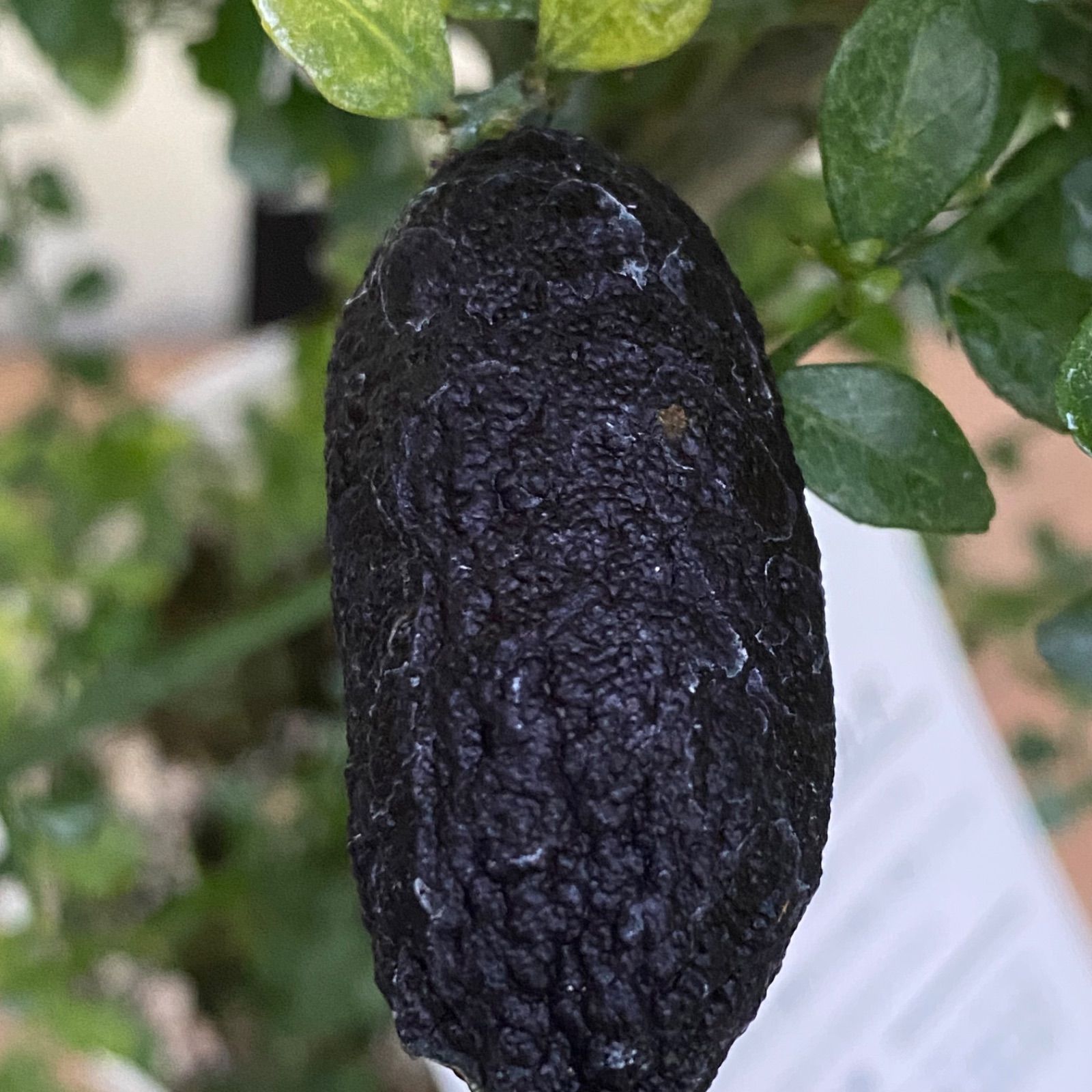 フィンガーライム