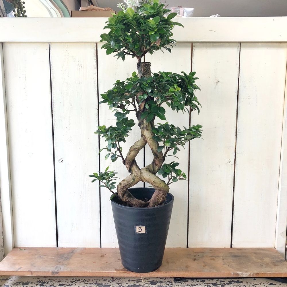 台湾ガジュマル　パンダゴム8の字　8号 台湾ガジュマル8の字仕立て縁起もの末広がり永遠無限大パンダ