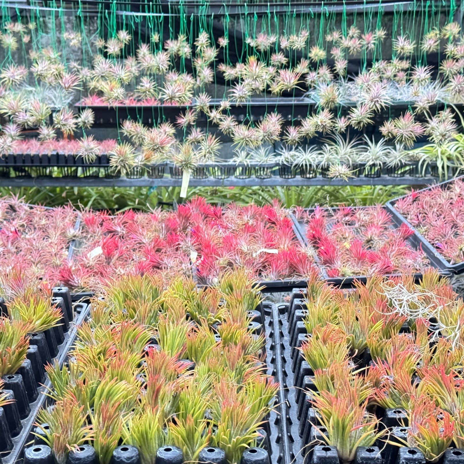 子株＊チランジア イオナンタ マキシマ アルビノ Tillandsia ionantha
