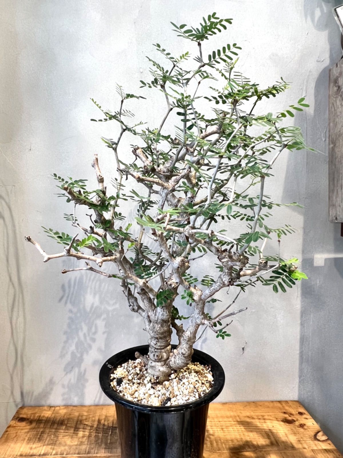 大株】センナメリディオナリス 現地球 発根済 - メルカリ