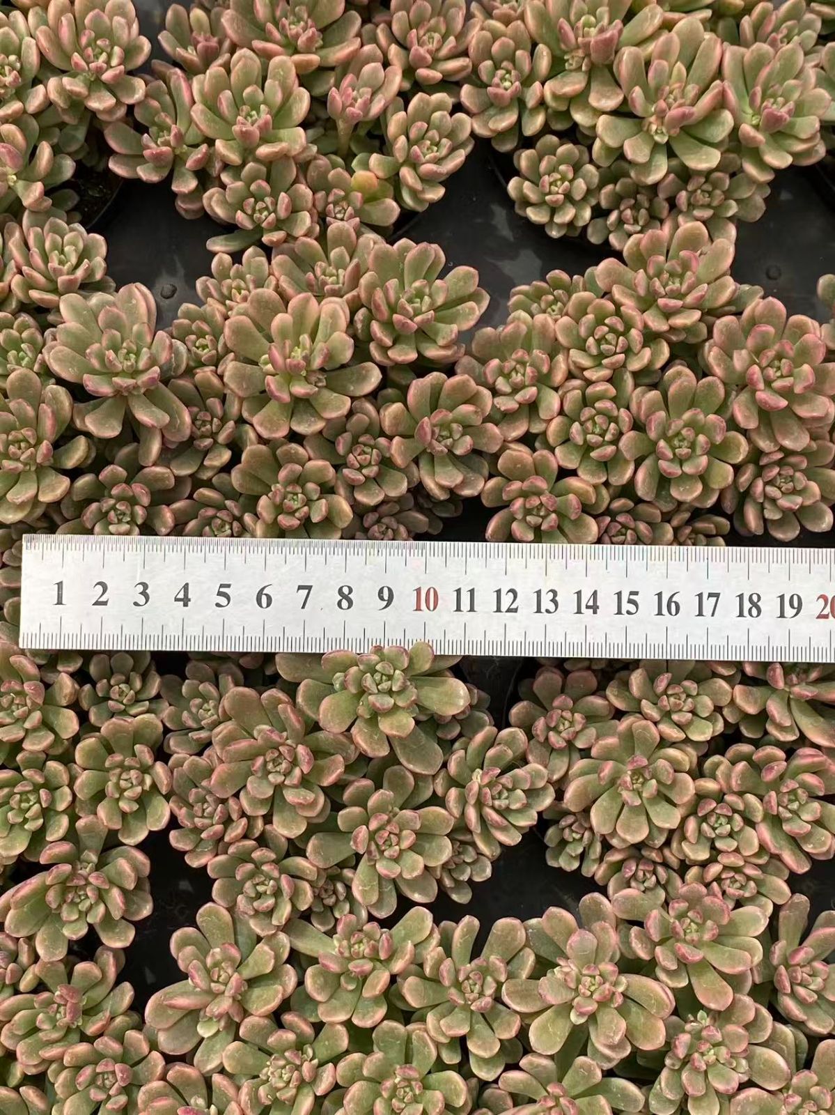 エケベリア 韓国苗