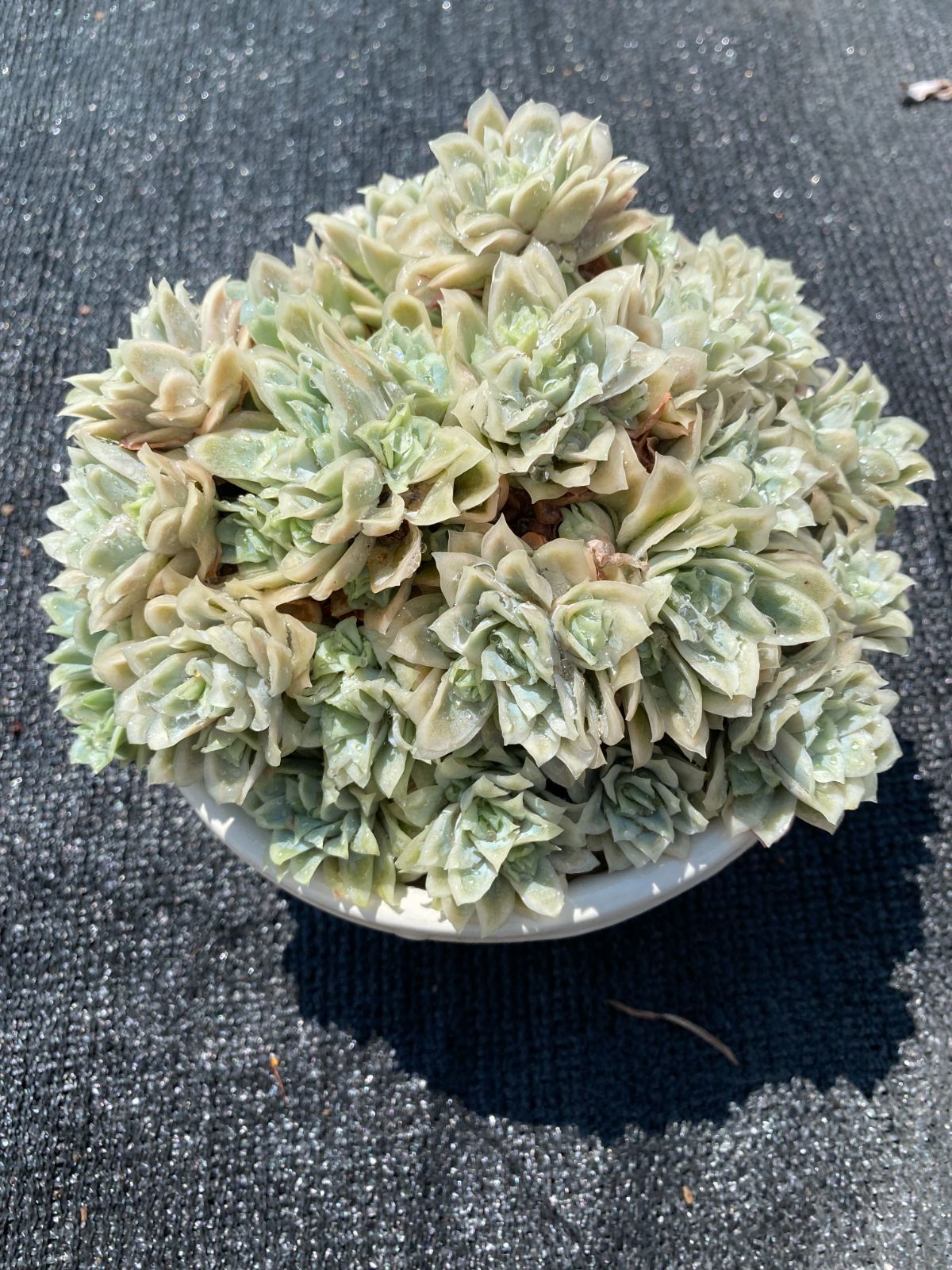 多肉植物　韓国苗　ラズベリーアイス taniku-verve_10392