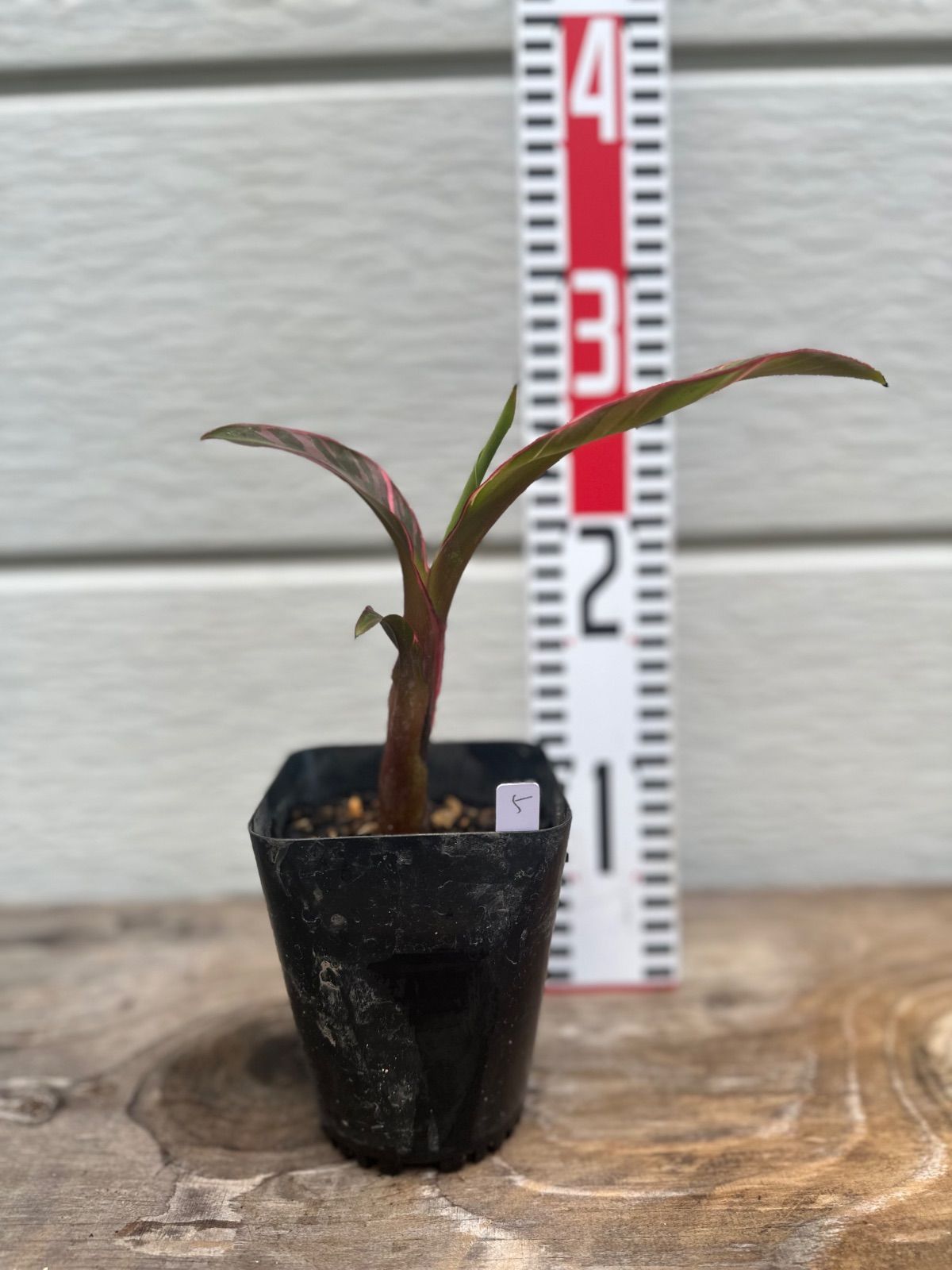 Musa