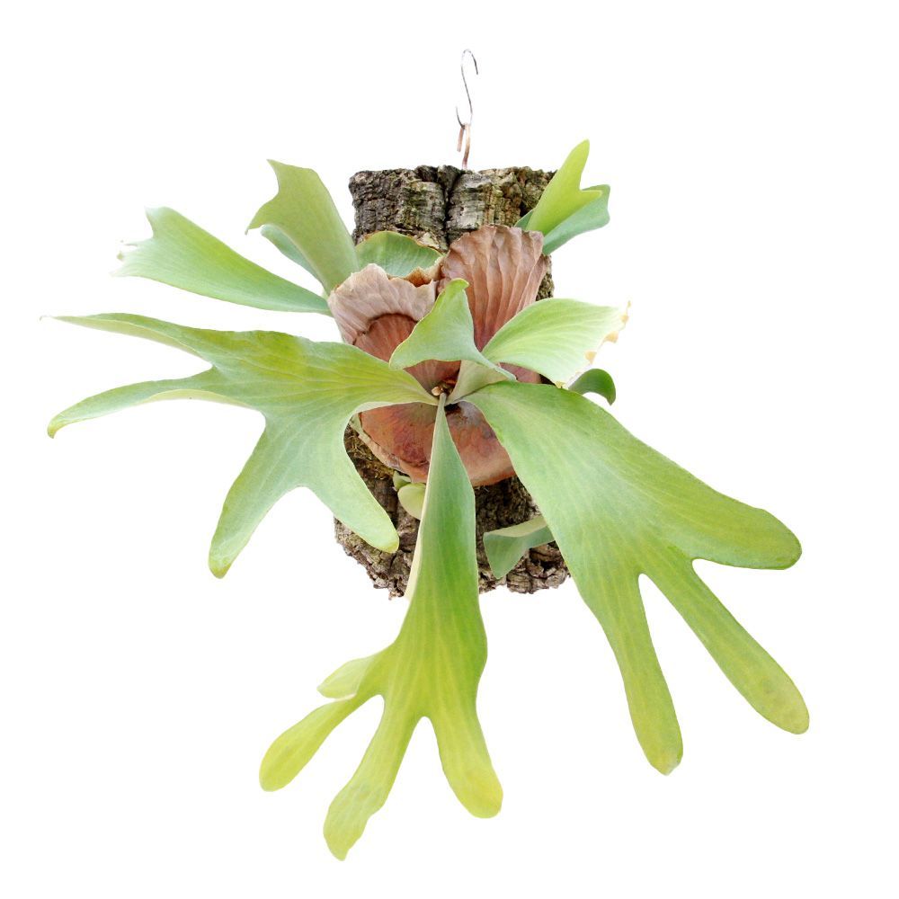 ビカクシダ ビフルカツム ハンキング 大株 ビカクシダ ビフルカツム