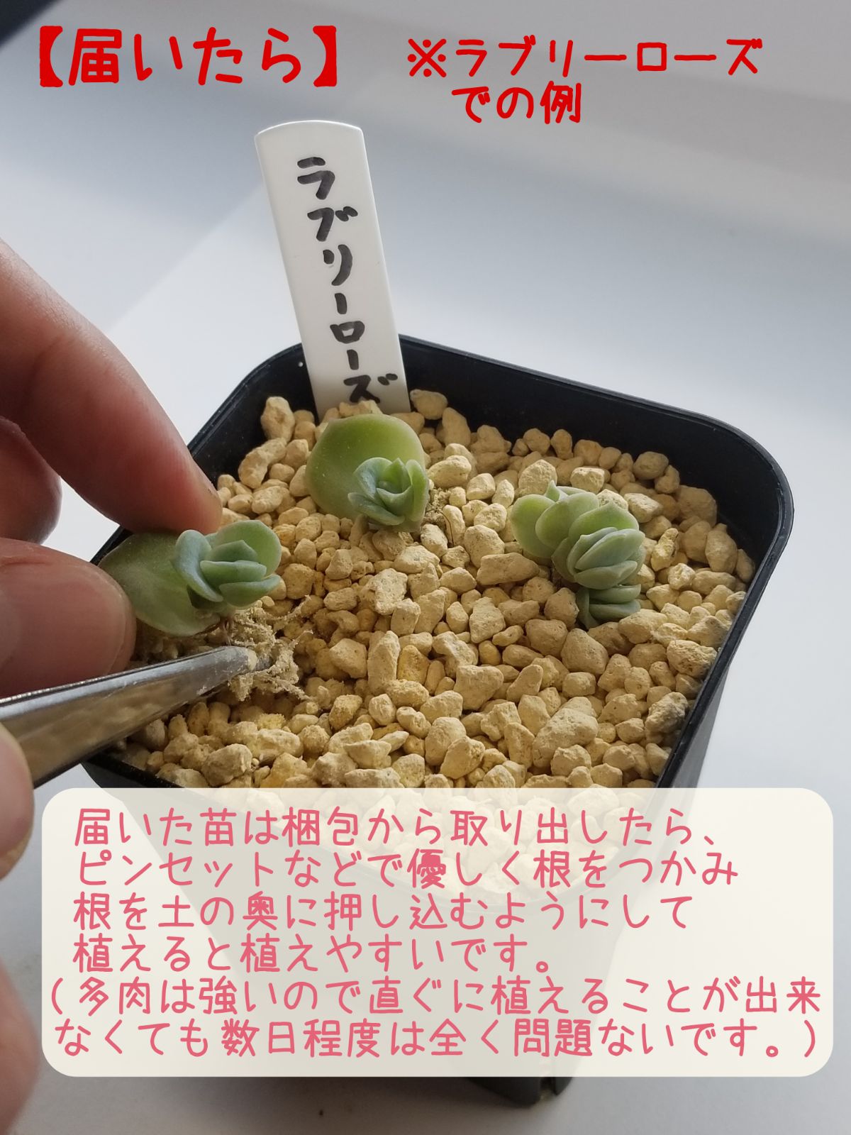 多肉植物 エケベリア ルドルフNO.3 葉挿し 抜き苗(しっかり発根)3＋1枚