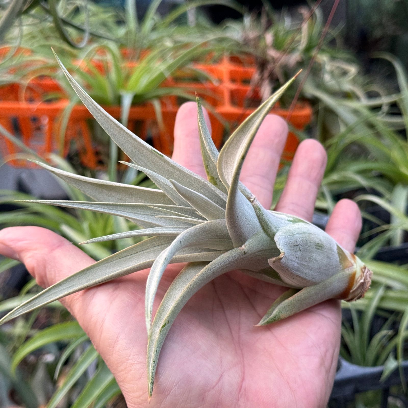 かき子株＊チランジア キセログラフィカ Tillandsia