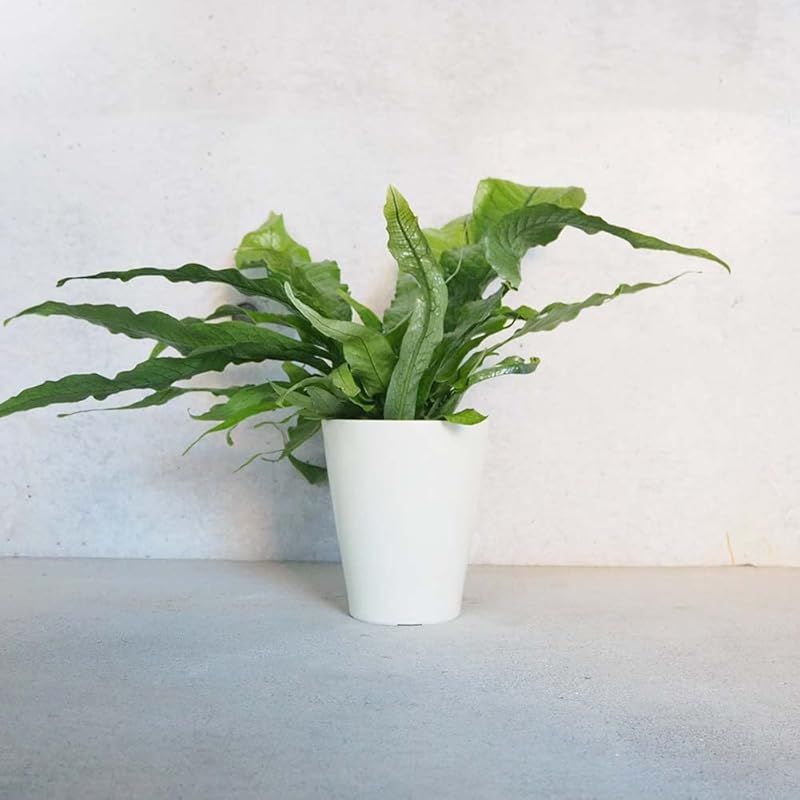 クロコダイルファーン5号鉢 品種で選べる観葉植物 リビングやオフィスの窓辺向きサイズ 1個売り 学名 Microsorum musifolium Crocodyllus ウラボシ科ミクロソリウム属 非耐寒性着生植物 原産地 東南アジアなど 別名