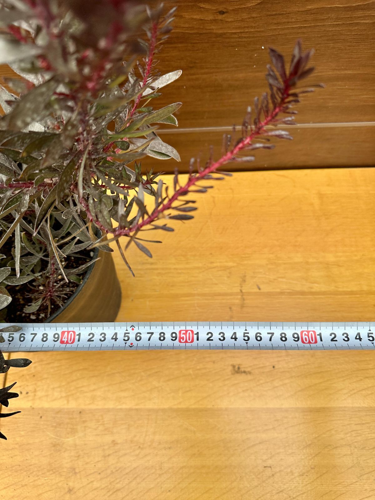 希少×黒葉×大株】④ リューカデンドロン デュリフ オージープランツ 8