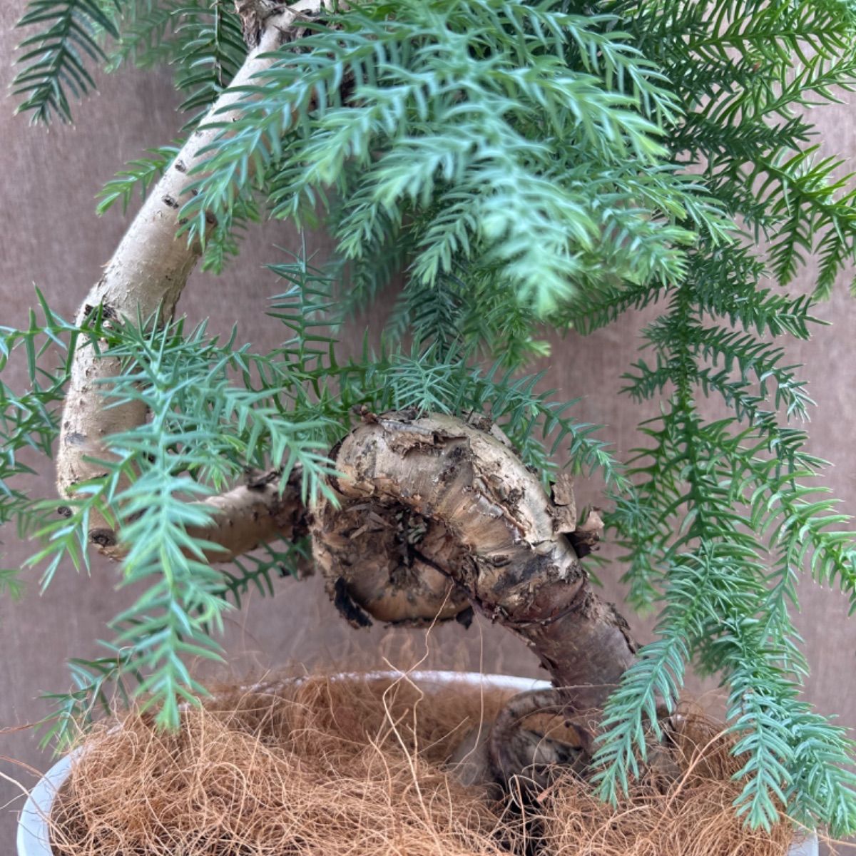 アロカリア② 8号 観葉植物 観葉 植物 黄金昇り竜 シマナンヨウスギ