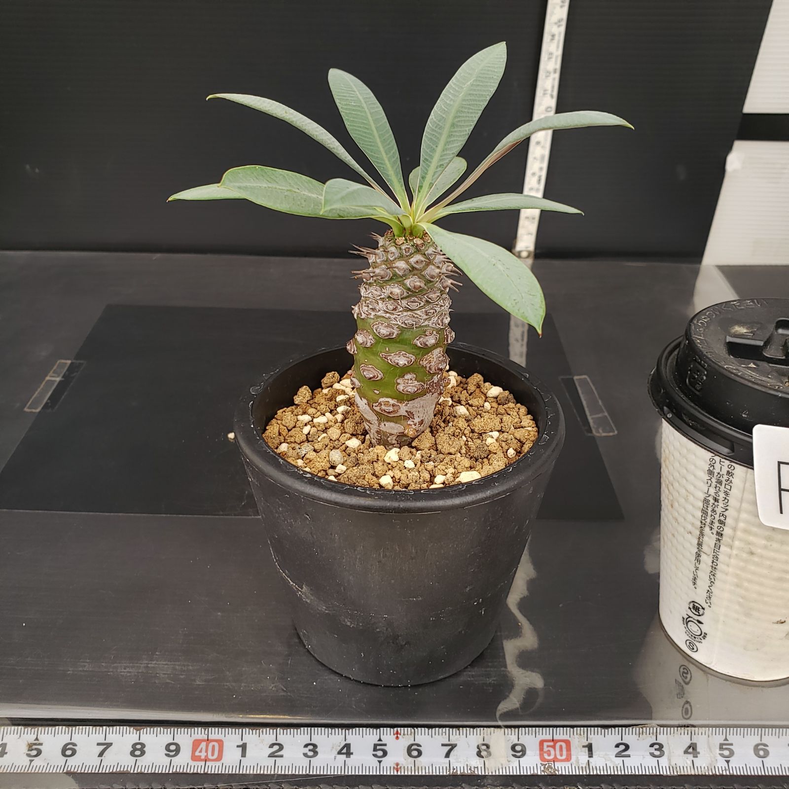 ユーフォルビア・パキポディオイデス 発根済み鉢付き 現地株