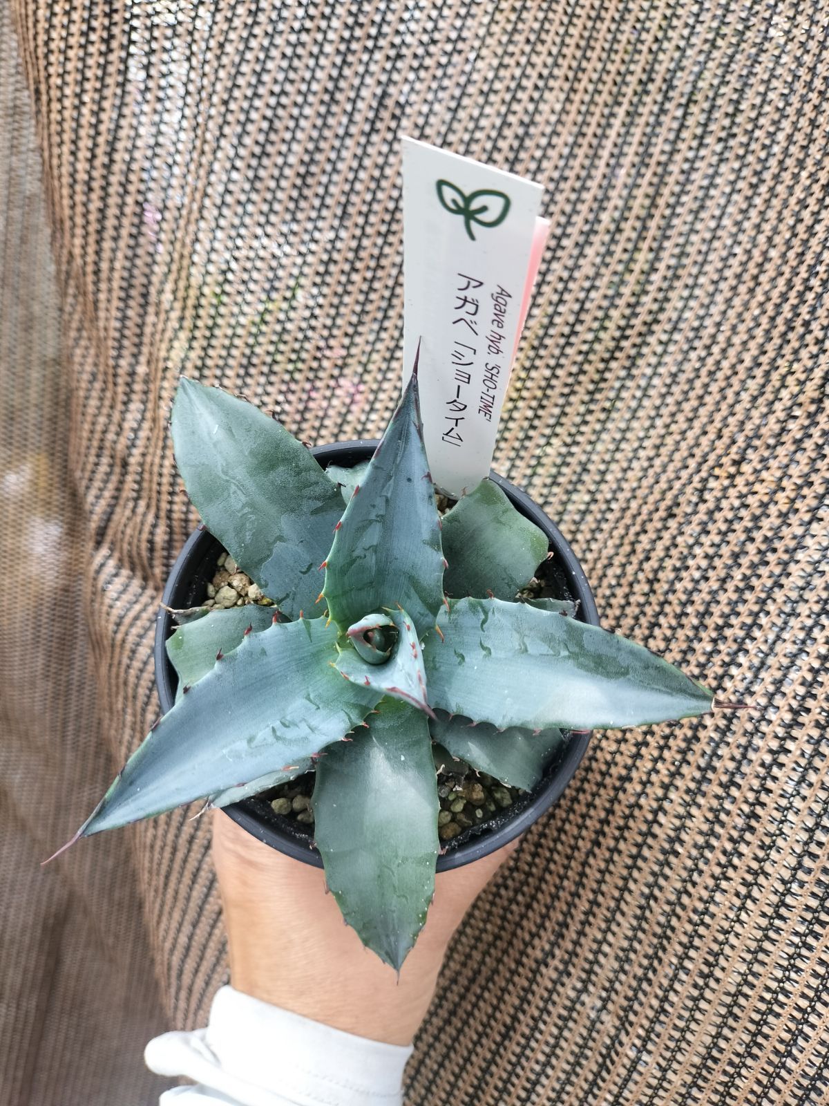 アガベ・ショータイム - メルカリ